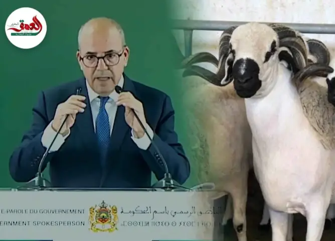وزير الفلاحة :عرض الأضاحي يناهز 9 ملايين رأس