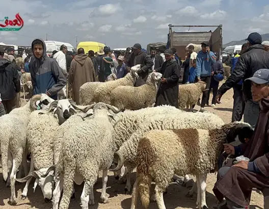 مواطنون يشكون الغلاء في أول أيام أسواق الماشية