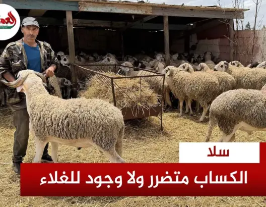 الكساب متضرر ولا وجود للغلاء