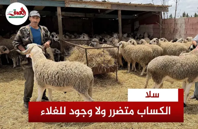 الكساب متضرر ولا وجود للغلاء