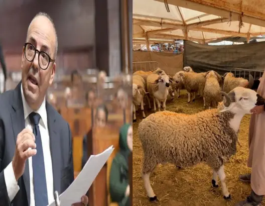 بين 4 آلاف و6 آلاف درهم.. أسعار الأكباش تخالف تصريحات وزير الفلاحة والغلاء يربك الأسر المغربية