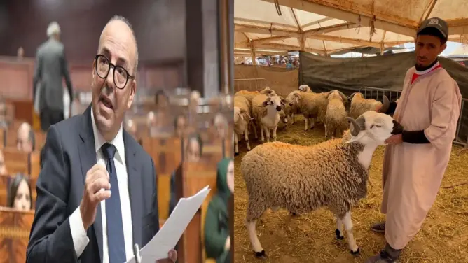 بين 4 آلاف و6 آلاف درهم.. أسعار الأكباش تخالف تصريحات وزير الفلاحة والغلاء يربك الأسر المغربية