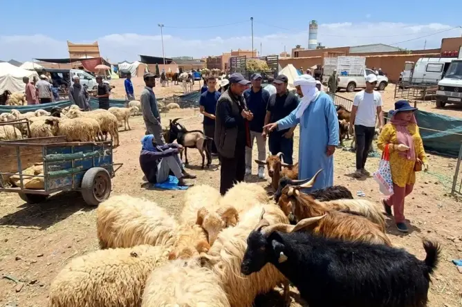 أضاحي العيد تشتعل في ورزازات.. أسعار تفوق القدرة الشرائية وتفجر موجة استياء واسعة