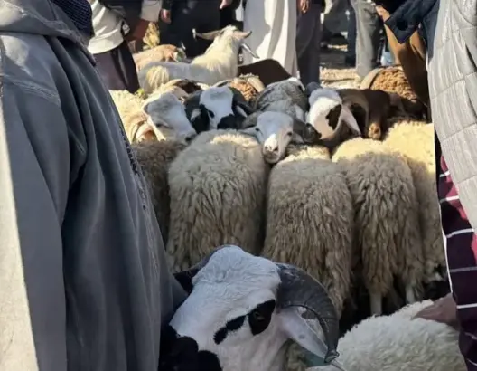 أكباش “صغيرة” بأثمنة خيالية.. الغلاء يضرب أسواق الأضاحي بجهة مراكش آسفي