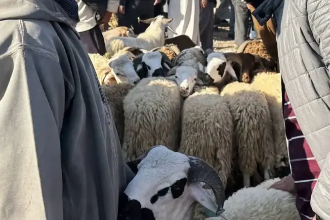 أكباش “صغيرة” بأثمنة خيالية.. الغلاء يضرب أسواق الأضاحي بجهة مراكش آسفي