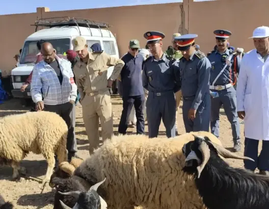 سلطات درعة تافيلالت تضبط إيقاع أسواق الماشية قبيل عيد الأضحى