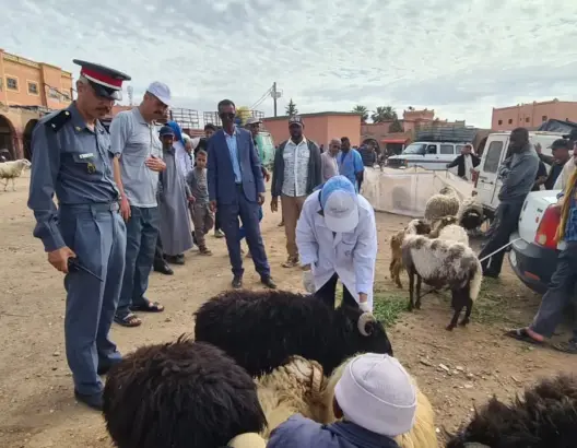 سلطات تازناخت تشن حملة ميدانية بسوق الغنم لتنظيم عمليات البيع قبل عيد الأضحى