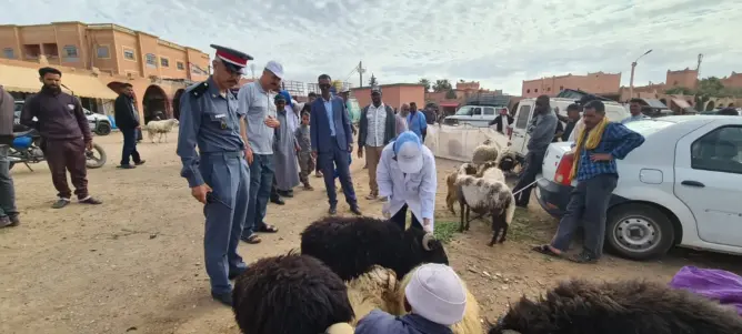 سلطات تازناخت تشن حملة ميدانية بسوق الغنم لتنظيم عمليات البيع قبل عيد الأضحى