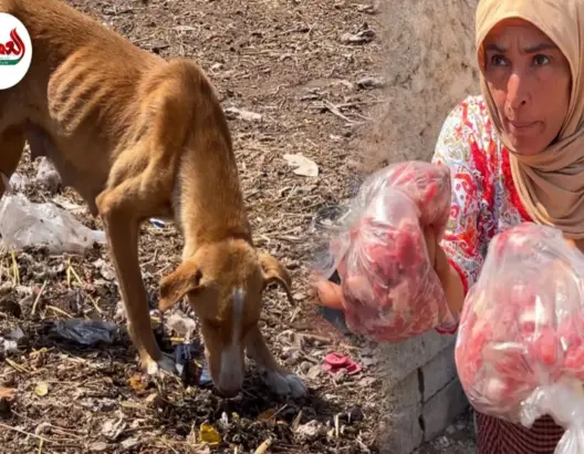 فساد لحوم الأضاحي بسبب انقطاع الكهرباء