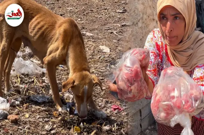 فساد لحوم الأضاحي بسبب انقطاع الكهرباء