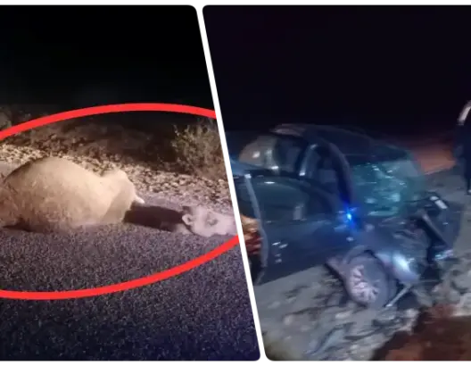 قطيع جمال يتسبب في مأساة بزاكورة.. مصرع 3 أشخاص بينهم شرطي قرب تاكونيت (صور)