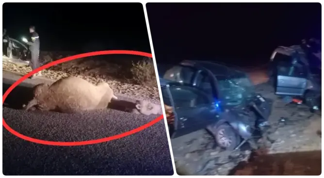 قطيع جمال يتسبب في مأساة بزاكورة.. مصرع 3 أشخاص بينهم شرطي قرب تاكونيت (صور)