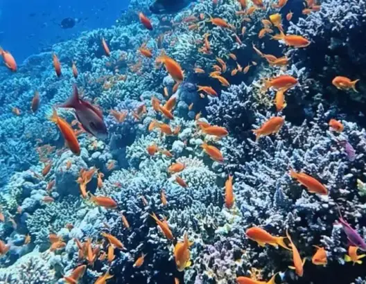 في قاع مضيق هرمز.. غواصون يزيحون الستار عن “جنة مائية” تخنقها مخلفات الحروب