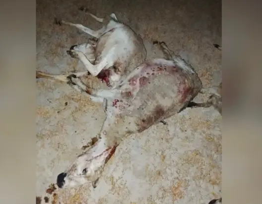 ضواحي مراكش.. هجوم كلاب ضالة يتسبب في نفوق 28 رأسا من الأغنام