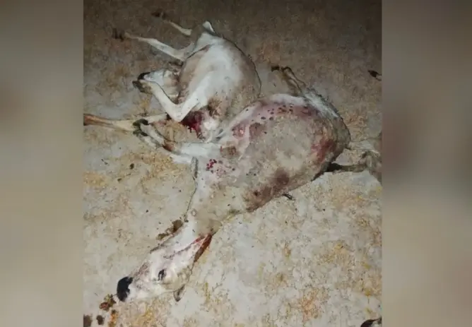 ضواحي مراكش.. هجوم كلاب ضالة يتسبب في نفوق 28 رأسا من الأغنام