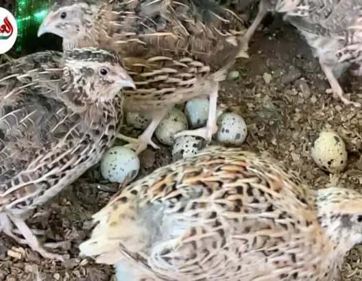 مهني يكشف تكاليف تربية السمان بالمغرب