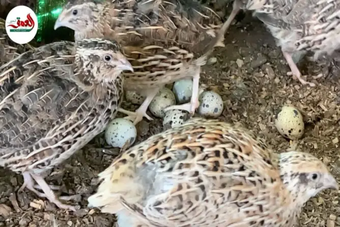 مهني يكشف تكاليف تربية السمان بالمغرب