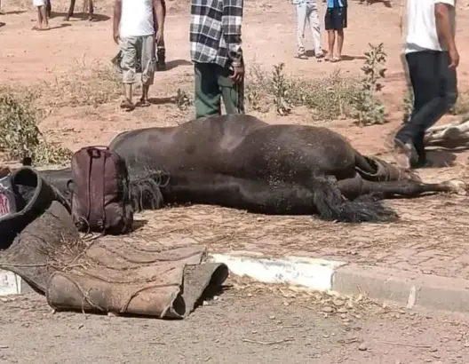 بعد مشاركتها في البطولة الوطنية.. نفوق 4 خيول من نخبة “تبوريدة” السراغنة في حادثة سير بالبروج