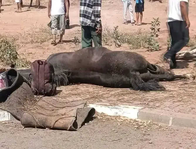 بعد مشاركتها في البطولة الوطنية.. نفوق 4 خيول من نخبة “تبوريدة” السراغنة في حادثة سير بالبروج