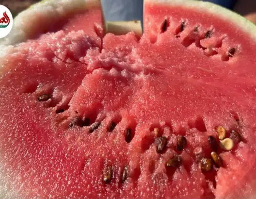 الدلاح الدكالي.. دعوة لإحياء البذور البلدية