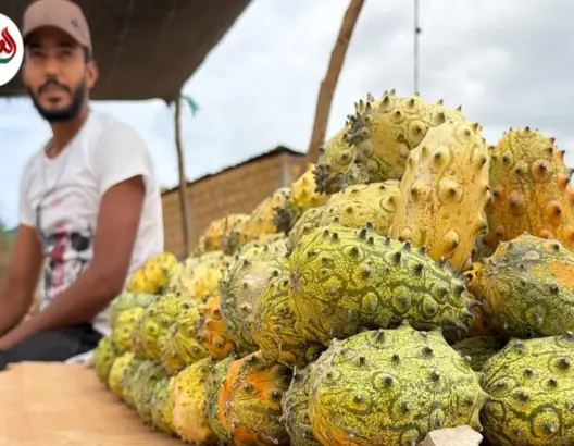 الكيوانو.. فاكهة غريبة تغزو الأسواق المغربية