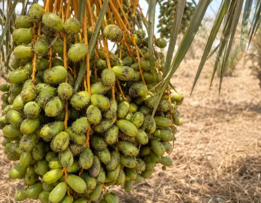 عنقود بلح أخضر غير ناضج على نخلة متأثر ببقع سوداء في مزرعة زاكورة