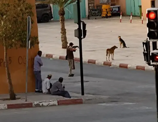 بعد موجة الاستياء .. مسؤول يكشف تفاصيل مشروع مأوى الكلاب الضالة بتنغير