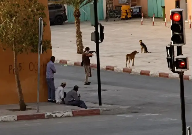 مطالب بفتح تحقيق في قتل كلاب ضالة بتنغير.. ونشطاء يطالبون ببدائل إنسانية