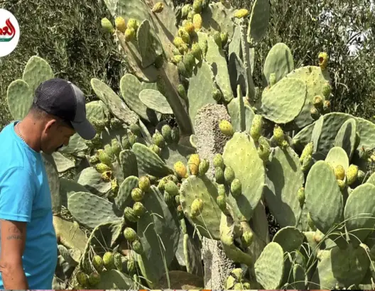 القرمزية تتراجع والكرموس يعود