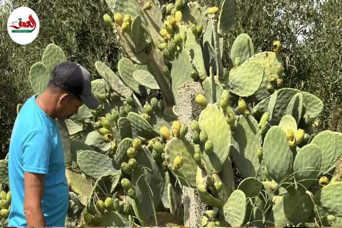 القرمزية تتراجع والكرموس يعود