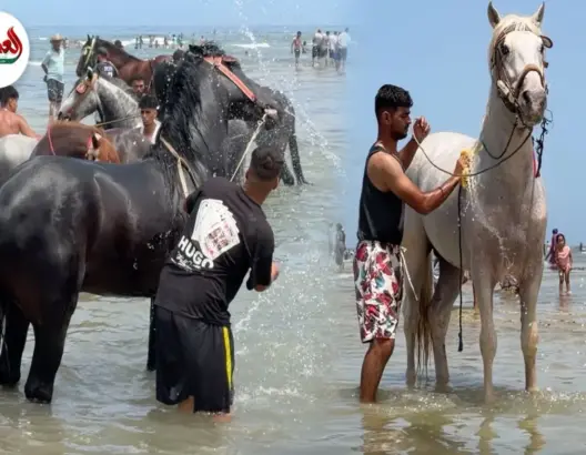 خيول التبوريدة تستمتع بالبحر