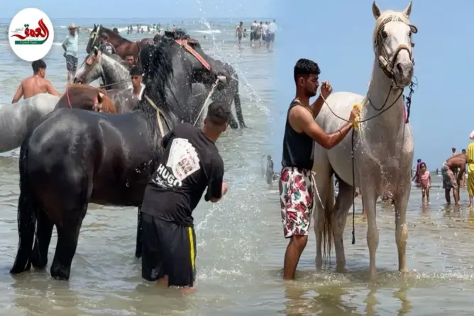 خيول التبوريدة تستمتع بالبحر