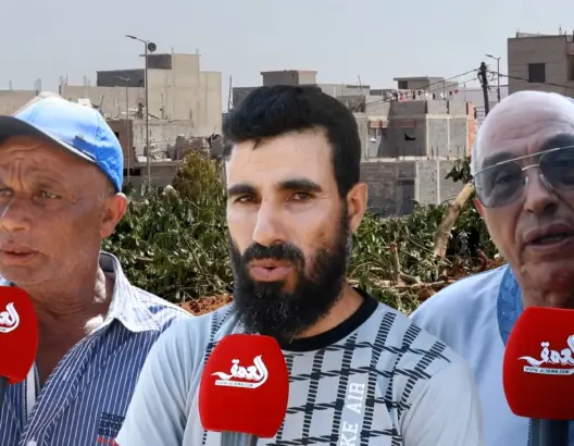 تفاصيل اقتلاع أشجار “لافوكا” والاعتقالات بـ”الحنشة”