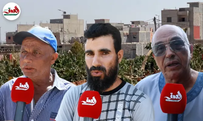 تفاصيل اقتلاع أشجار “لافوكا” والاعتقالات بـ”الحنشة”