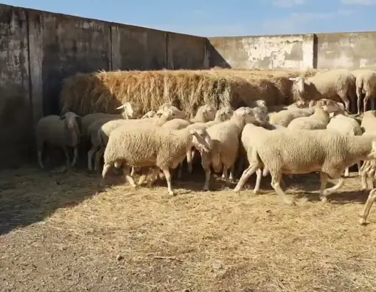 من حظائر للمواشي إلى تجمعات عشوائية.. “كوريات الغنم” تستنفر سلطات الدار البيضاء