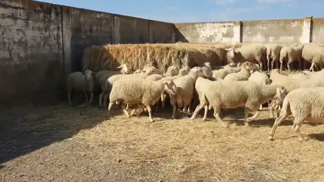 من حظائر للمواشي إلى تجمعات عشوائية.. “كوريات الغنم” تستنفر سلطات الدار البيضاء