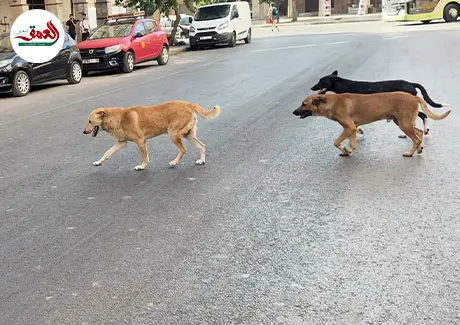 الكلاب الضالة تؤرق ساكنة فاس