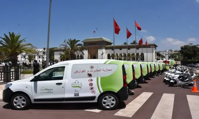 صراصير وفئران وبعوض تغزو الدار البيضاء.. منتخبون يفتحون النار على “كازا بيئة”