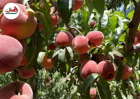 موسم الخوخ والشهدية نواحي إيموزار