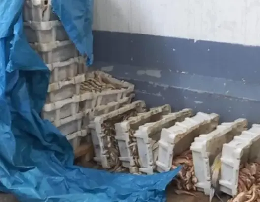 حجز وإتلاف أكثر من نصف طن من الأسماك الفاسدة بسوق المحاميد بمراكش