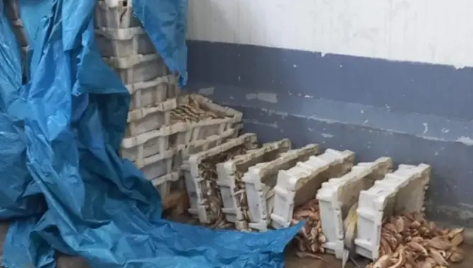 حجز وإتلاف أكثر من نصف طن من الأسماك الفاسدة بسوق المحاميد بمراكش