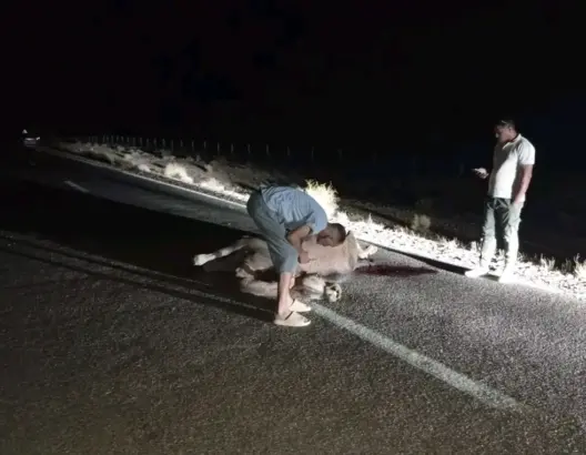 حوادث سير خطيرة بسبب الجمال وسط الطريق بين بودنيب والرشيدية تثير مخاوف السائقين (صور)