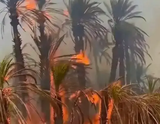 حريق مهول يلتهم جزءا من واحة المكاترة بزاكورة ويستنفر جهود السيطرة عليه (صور)