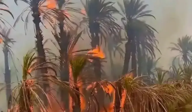 حريق مهول يلتهم جزءا من واحة المكاترة بزاكورة ويستنفر جهود السيطرة عليه (صور)