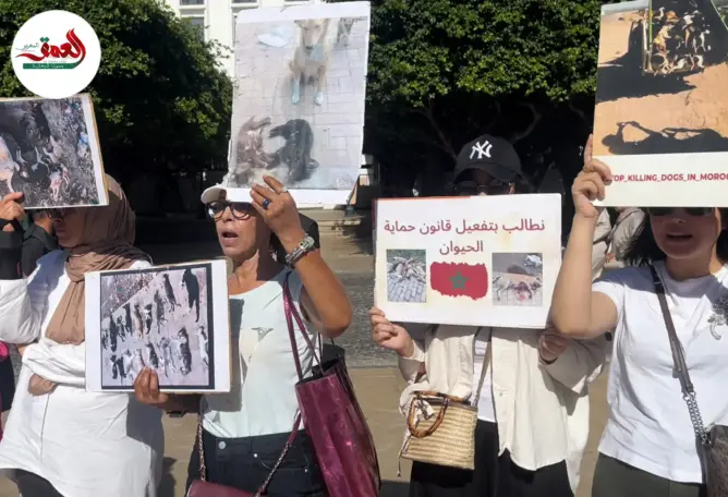 حقوقيات ينددن بتجريم إطعام وإيواء الحيوانات