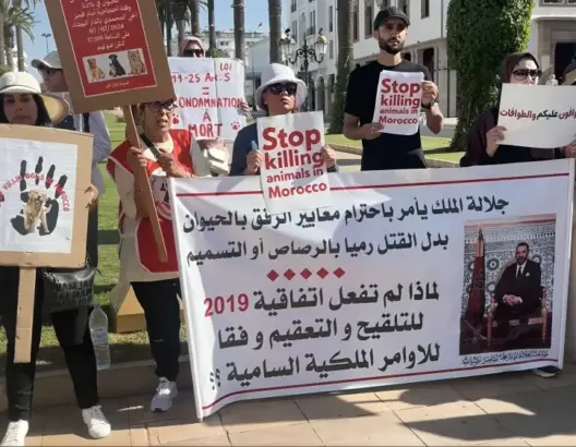 نشطاء الرفق بالحيوان يحتجون أمام البرلمان رفضا لمقتضيات قانون تنظيم حماية الحيوانات (فيديو)