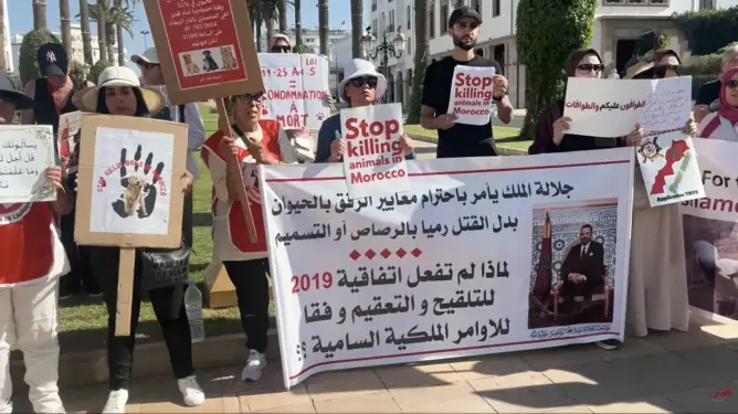 نشطاء الرفق بالحيوان يحتجون أمام البرلمان رفضا لمقتضيات قانون تنظيم حماية الحيوانات (فيديو)