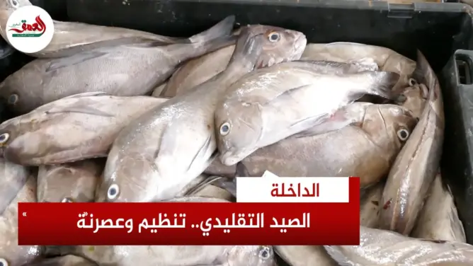 عقدان من التحول.. الصيد التقليدي بالداخلة ينتقل من أزمة المخزون إلى التنظيم والعصرنة