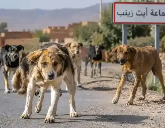 ورزازات.. مقتل شخص يعيد فواجع الكلاب الضالة إلى الواجهة