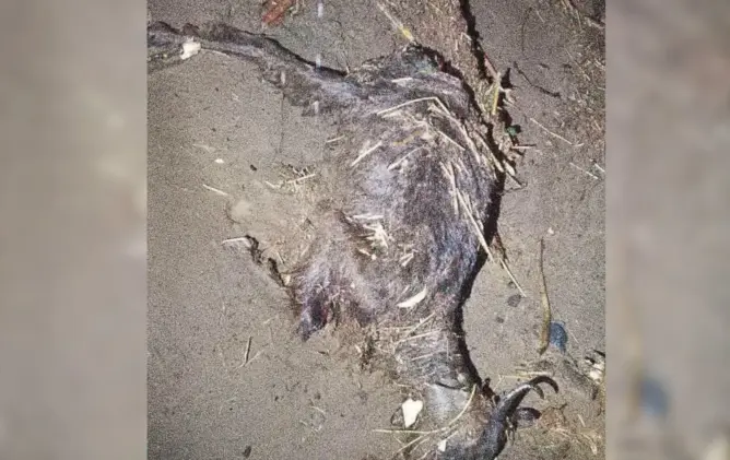 فيضانات مفجعة بـ”مزوضة” نواحي شيشاوة .. 4 وفيات وسيول تجرف المنازل والأغنام (صور)